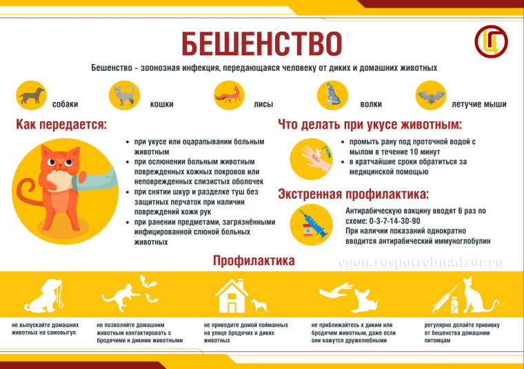 Зоонозы — это заболевания, передающиеся от животных человеку..
